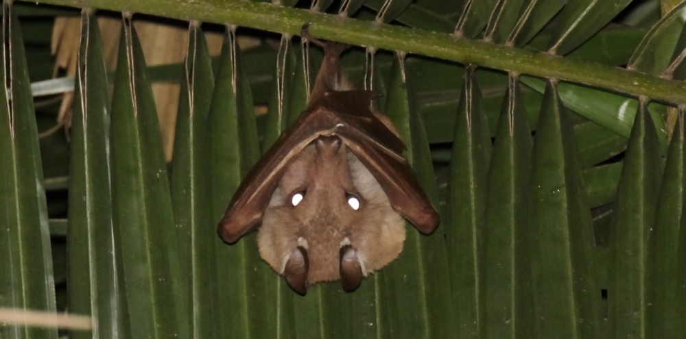 Image of Epauletted Fruit Bats