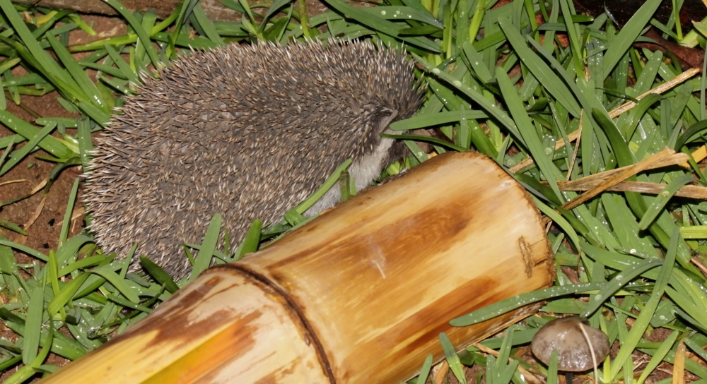 Image of Four-toed Hedgehog