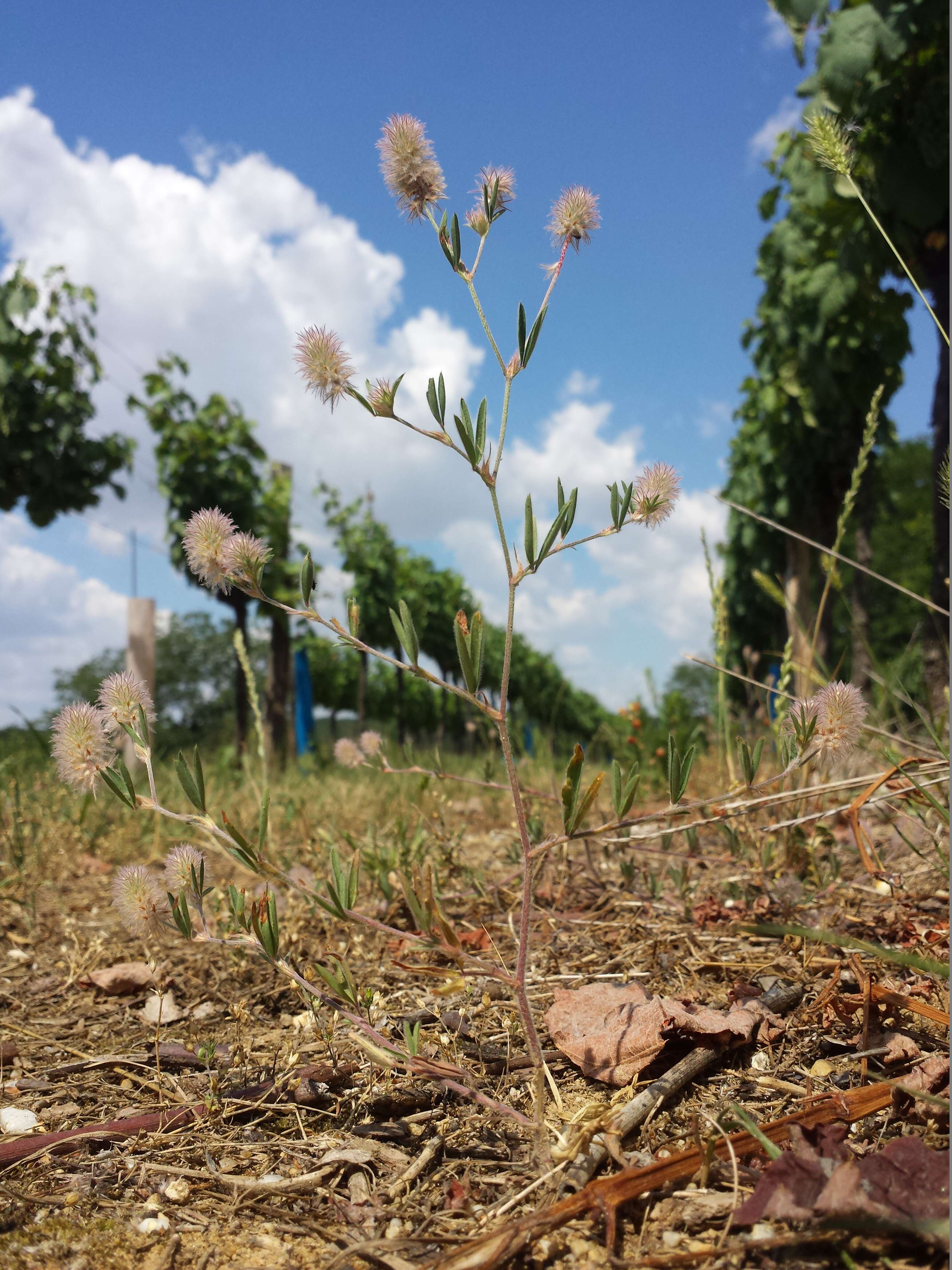 Imagem de Trifolium arvense L.