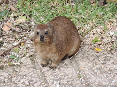 Image of Rock Hyrax