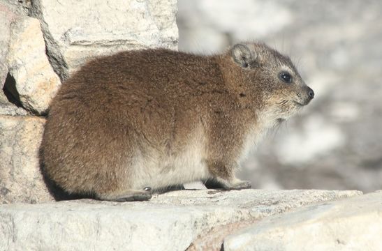 Image of Rock Hyrax