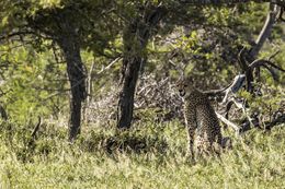 Image of Acinonyx Brookes 1828