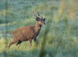 صورة Tragelaphus spekii Speke 1863