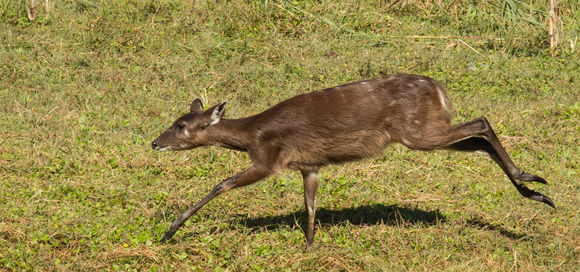 Image of Sitatunga