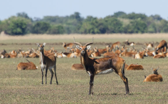 Image of Black Lechwe