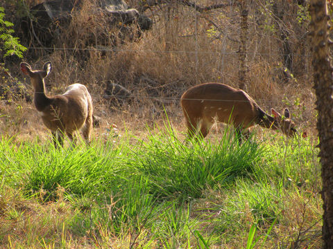 Image of Bushbuck