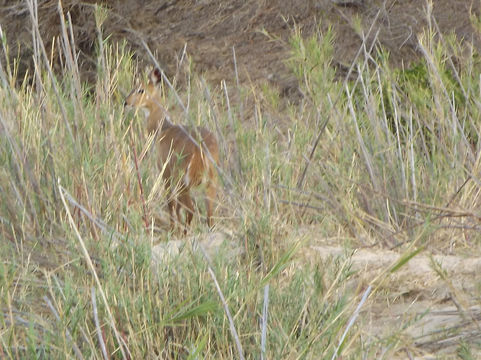 Image of Bushbuck