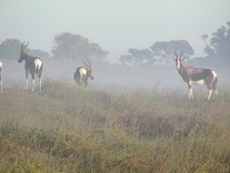 Image of Bontebok