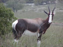 Image of Bontebok