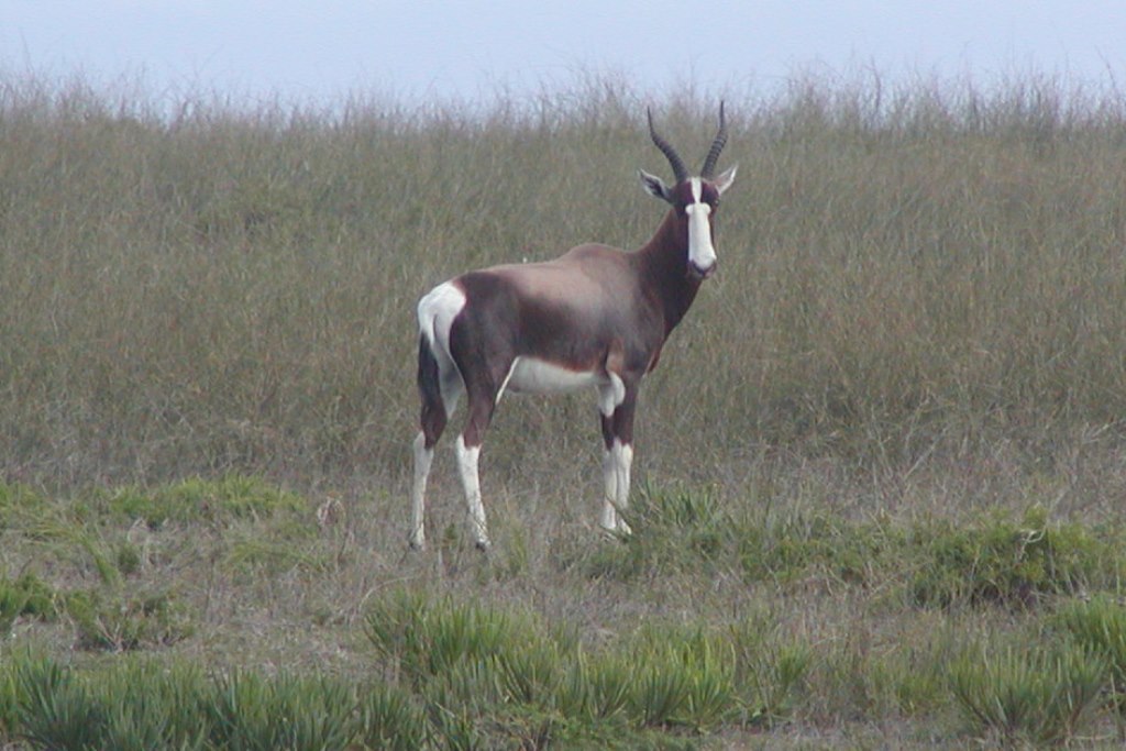 Image of Bontebok