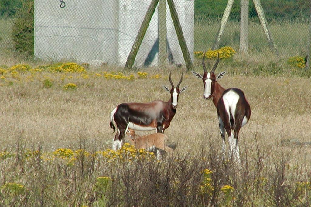 Image of Bontebok