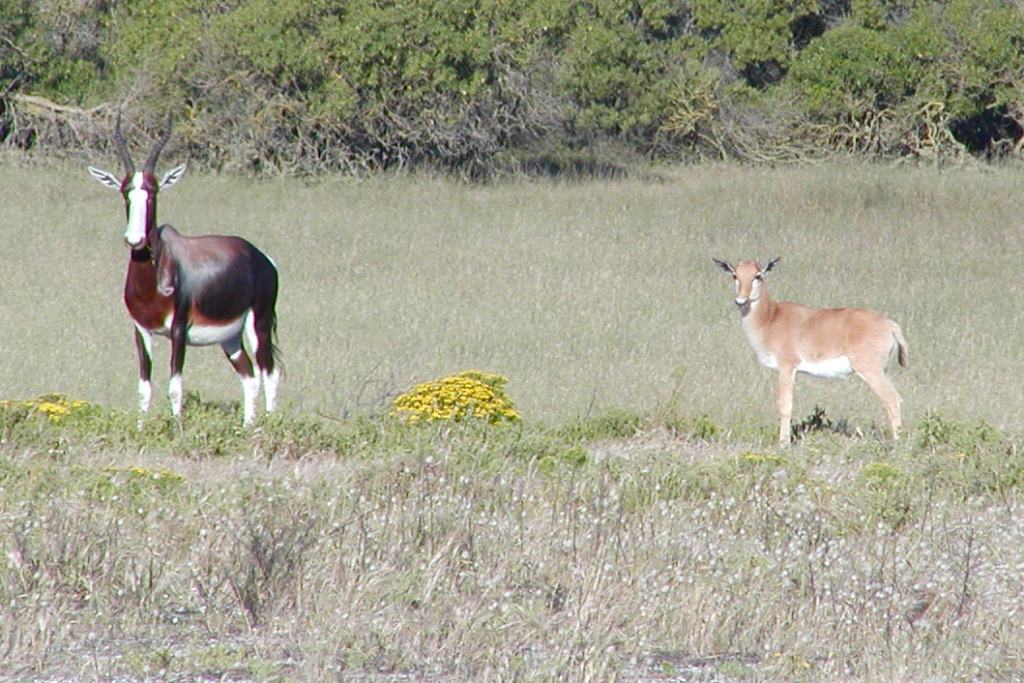 Image of Bontebok