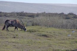 Image of Gemsbok