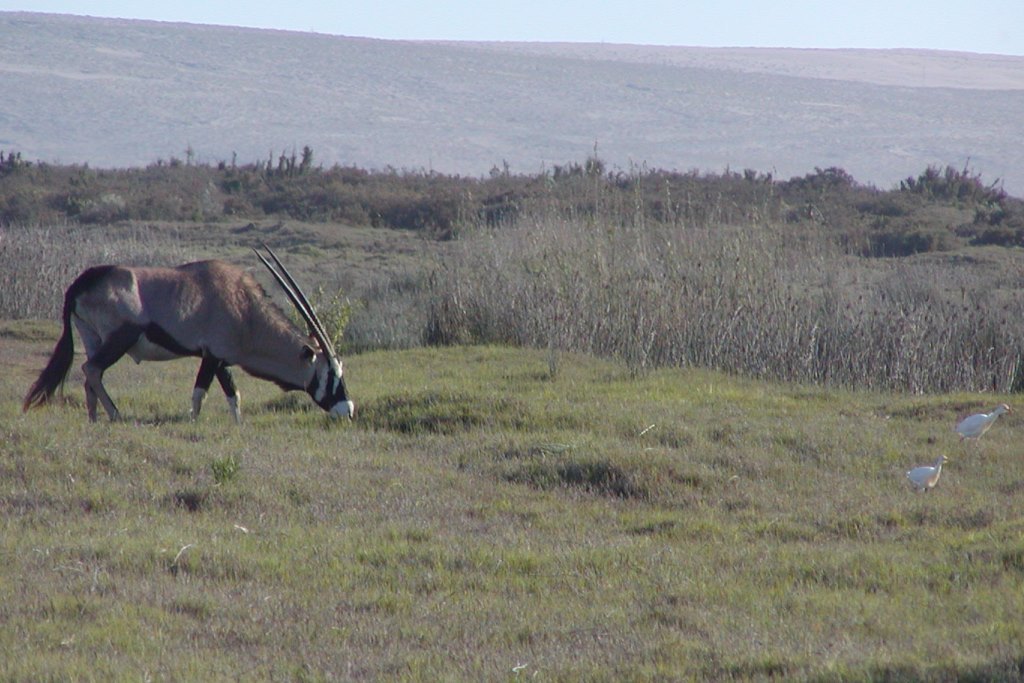 Image of Gemsbok