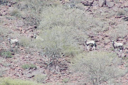 Image of Gemsbok