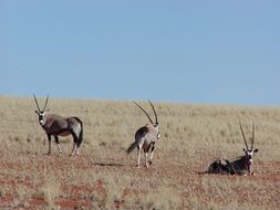 Image of Gemsbok