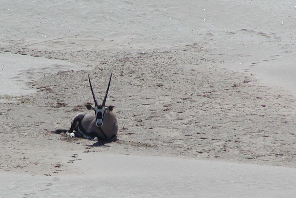 Image of Gemsbok