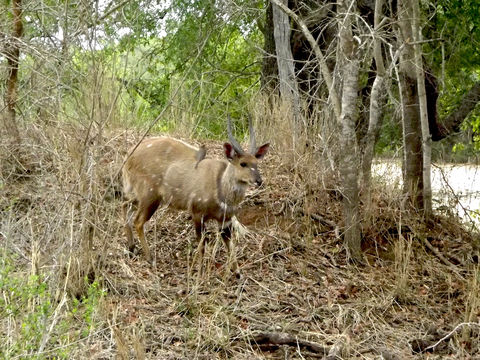 Image of Bushbuck