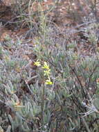 Image of Bulbine favosa (Thunb.) Schult. & Schult. fil.