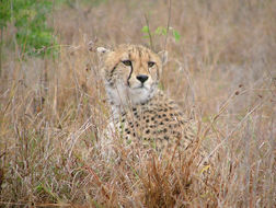 Image of Acinonyx Brookes 1828