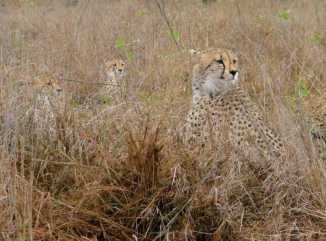 Image of Acinonyx Brookes 1828