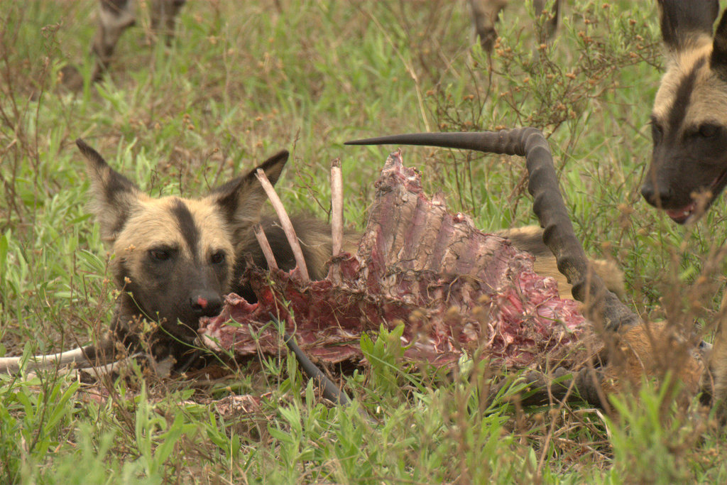 Image of African Hunting Dog