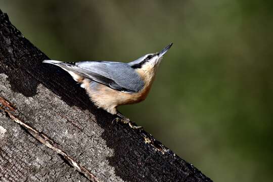 Image of Eurasian Nuthatch