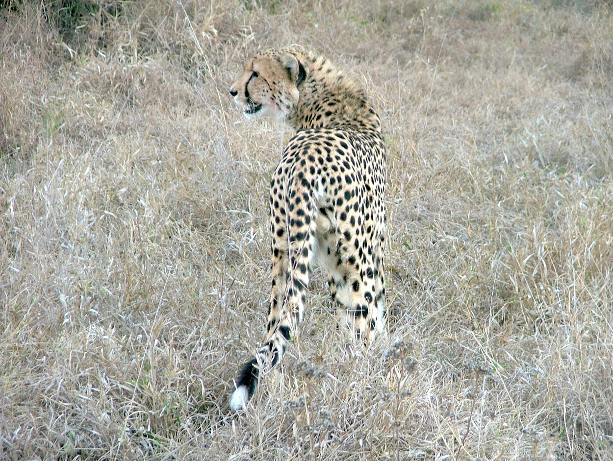 Image of Acinonyx Brookes 1828