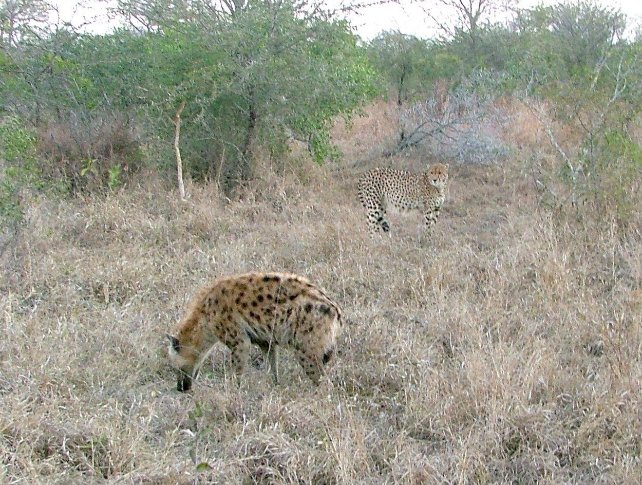 Image of Acinonyx Brookes 1828