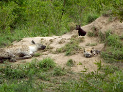 Image of Spotted Hyaenas