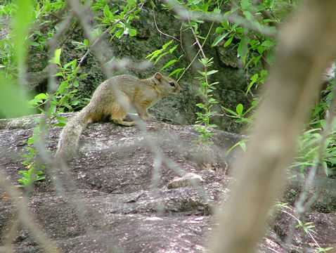 Image of Smith's Bush Squirrel