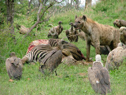 Image of Spotted Hyaenas