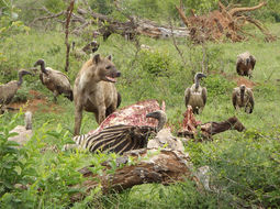 Image of Spotted Hyaenas