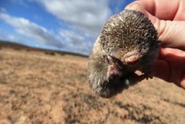 Image of Cape Golden Mole