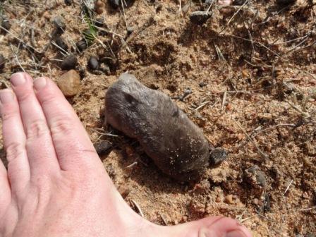 Image of Cape Golden Mole