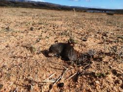 Image of Cape Golden Mole