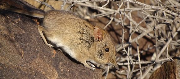 Image of Round-eared Sengi