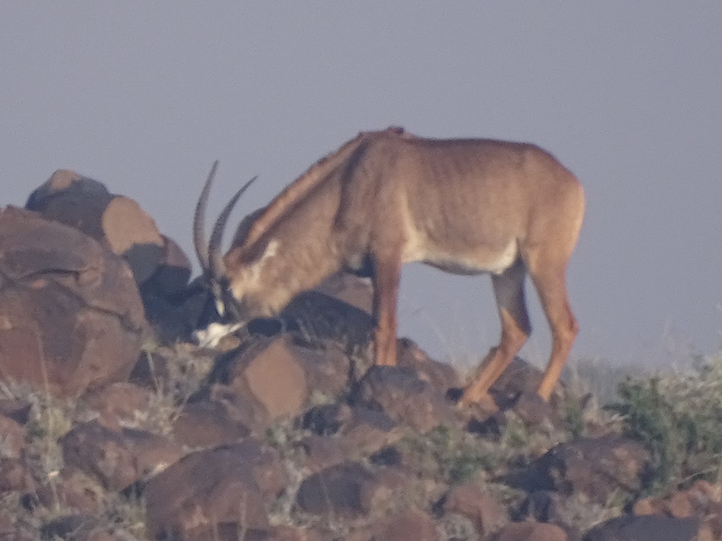 Image of Roan Antelope