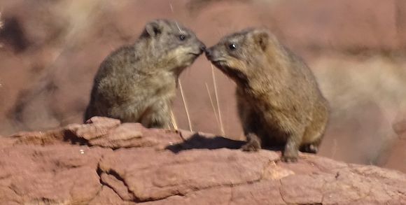 Image of Rock Hyrax