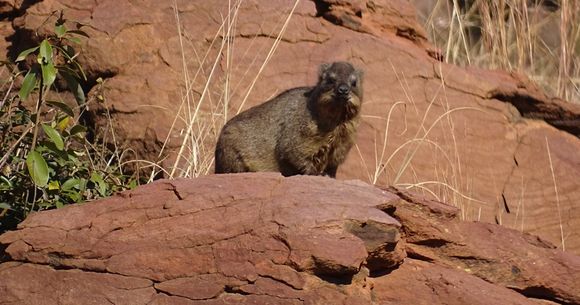 Image of Rock Hyrax