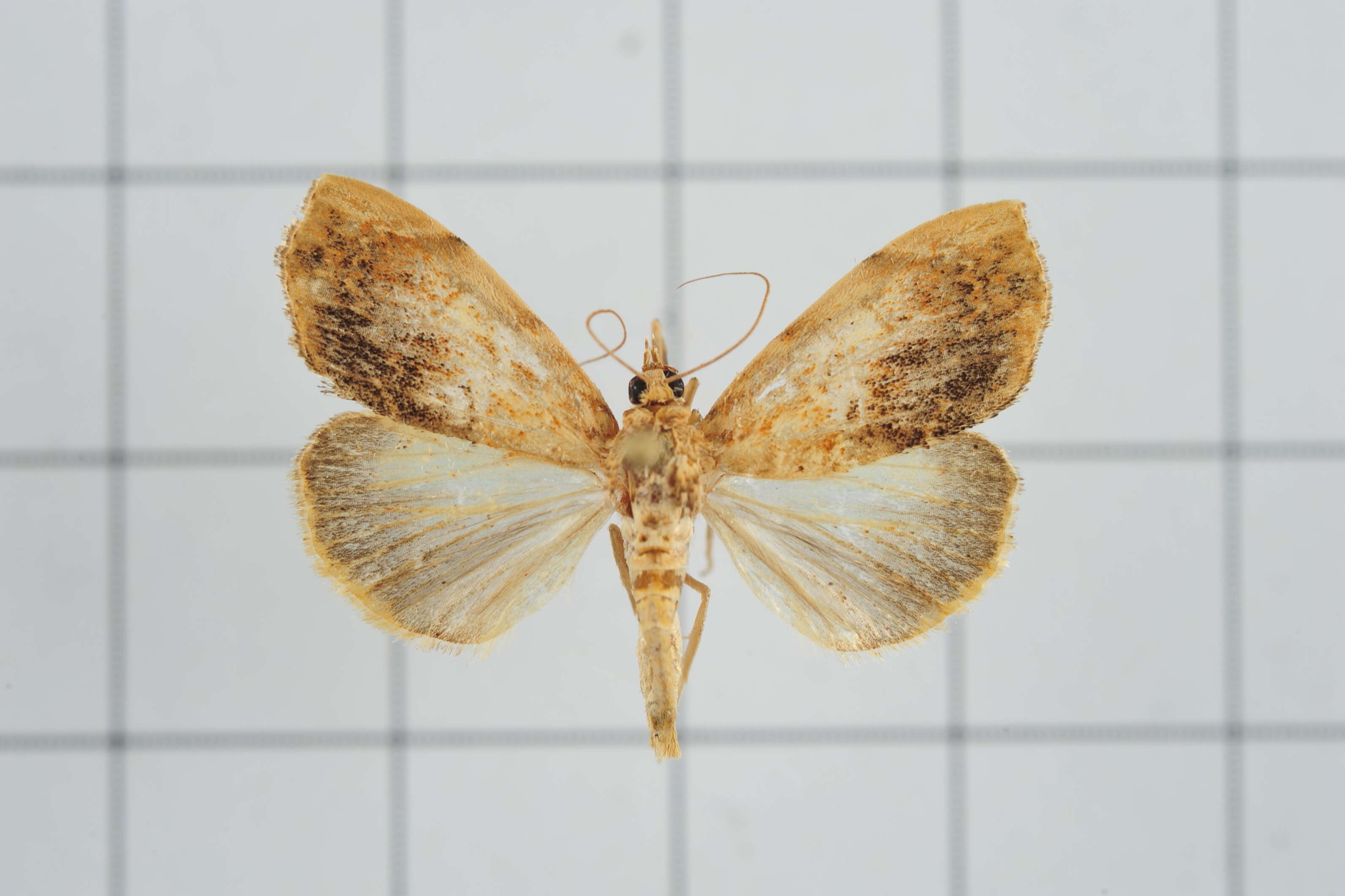 Image de Crocidolomia subhirsutalis Schaus 1927