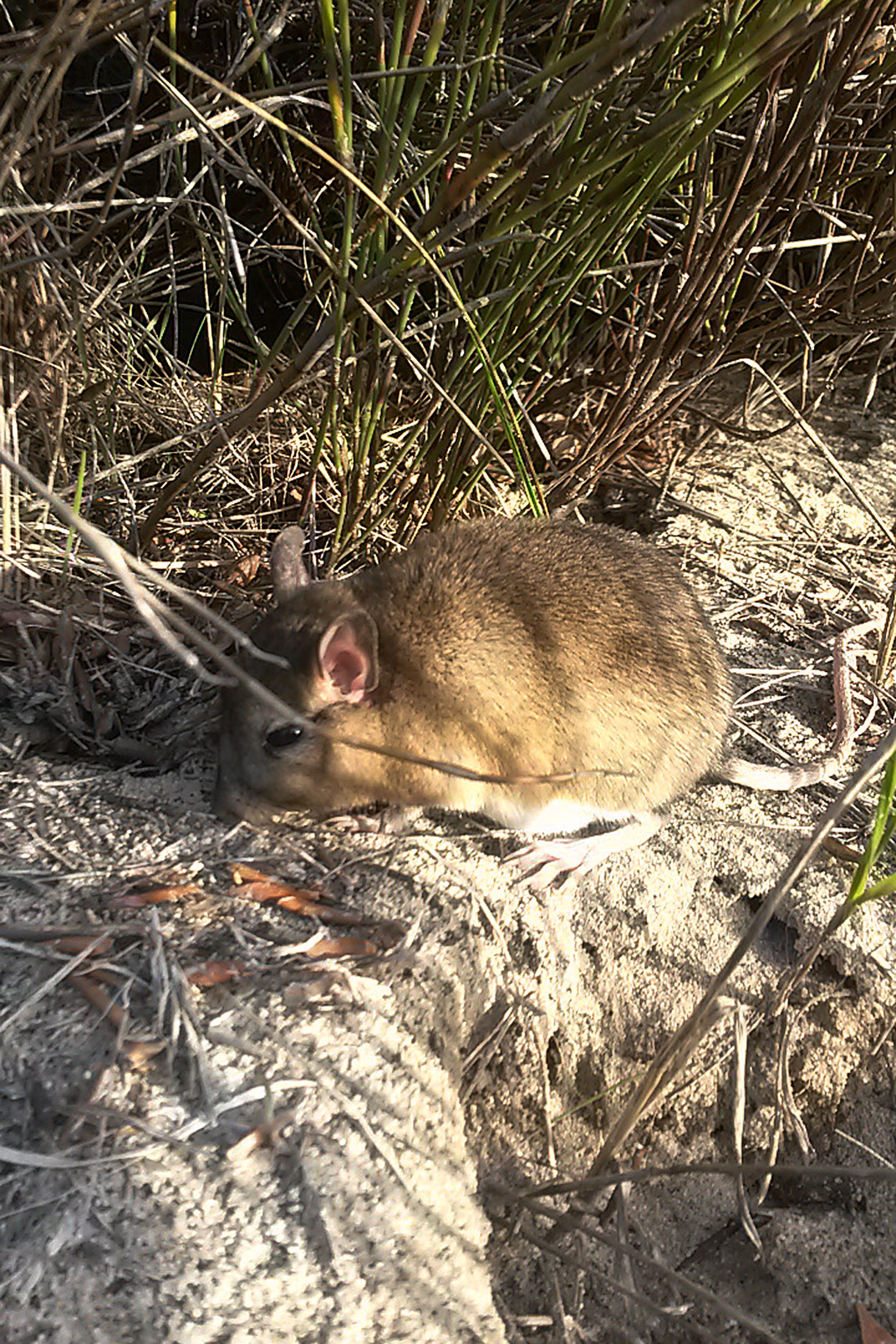 Image of Cape Gerbil