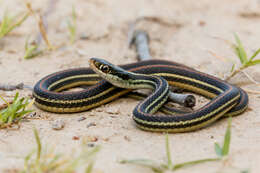 Image of Western Ribbon Snake