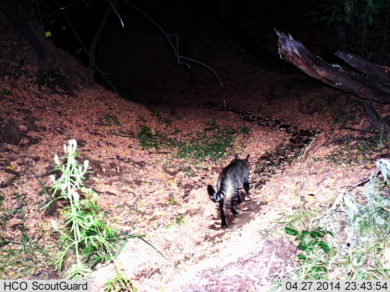 Image of wild cat