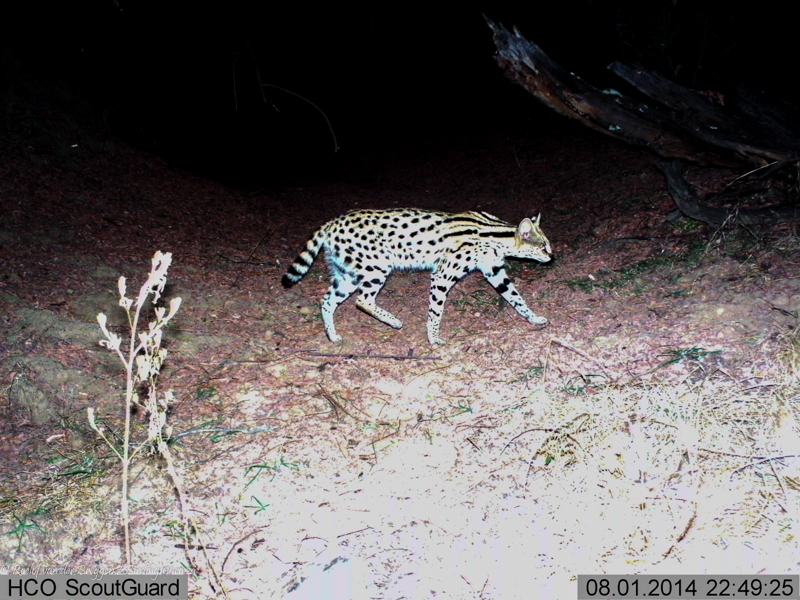 صورة Leptailurus Severtzov 1858