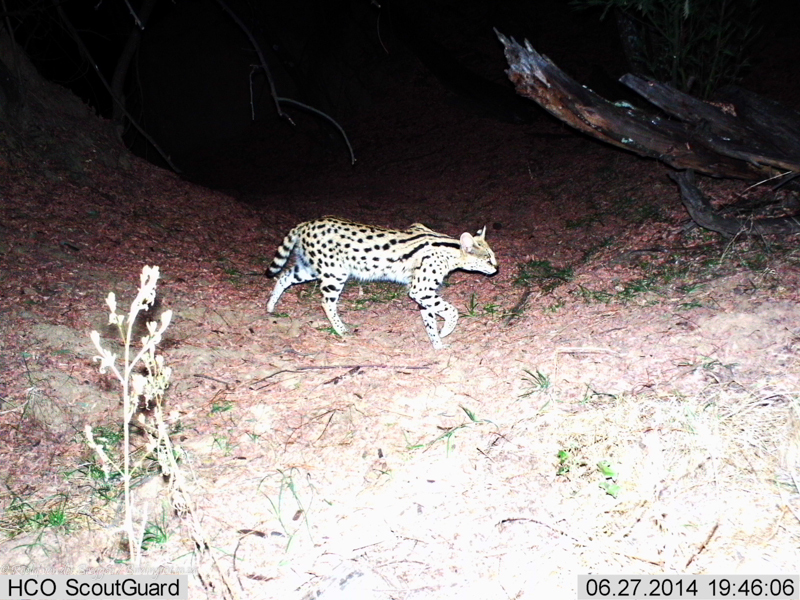 صورة Leptailurus Severtzov 1858