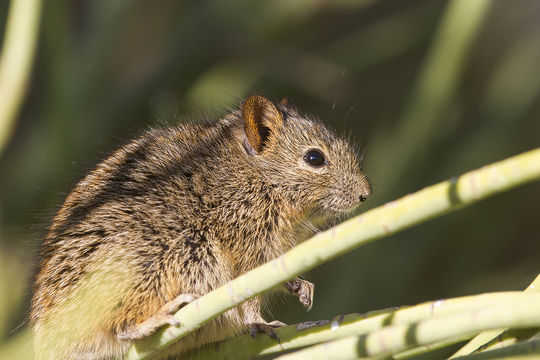 Image of Four-striped Grass Mouse