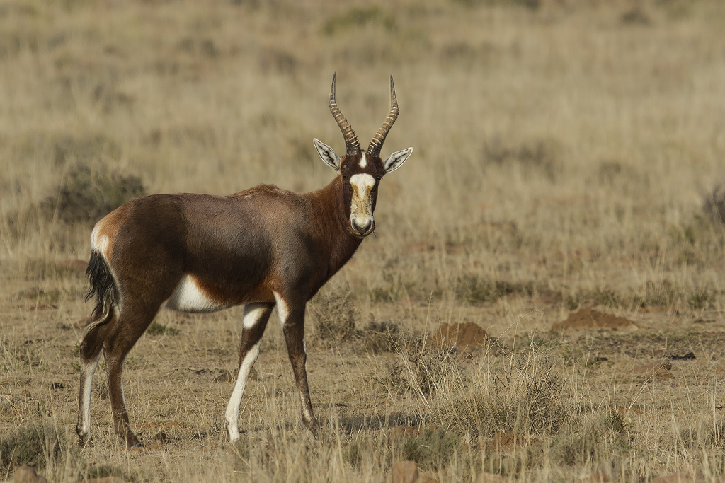 Image of Blesbok