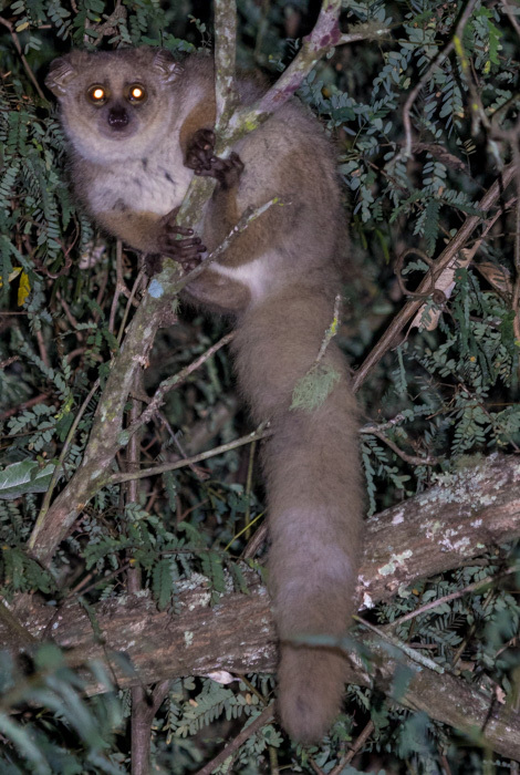 Image of Greater galago