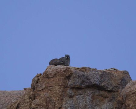 Image of Rock Hyrax